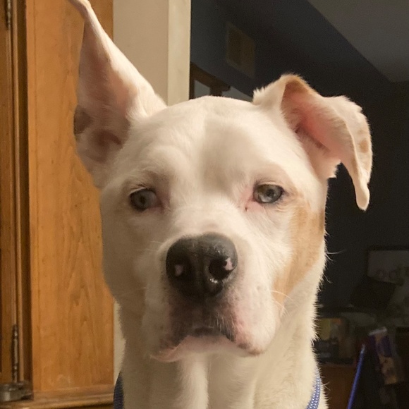 Meet your Posher, Sandra - Picture 3 of 6